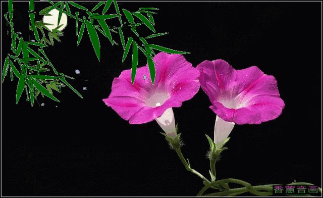 牵牛花英语怎么说