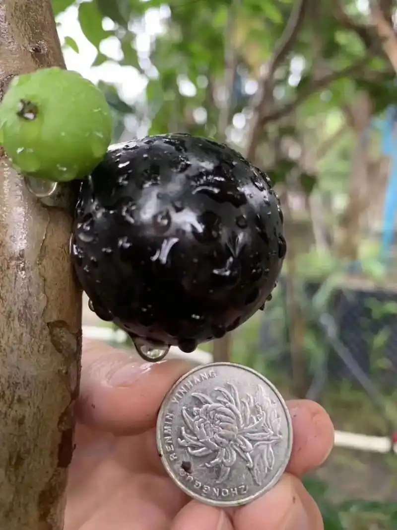 嘉宝果 树葡萄沙巴嘉宝果树葡萄苗纯甜无酸四季结果盘载地载阳 - 抖