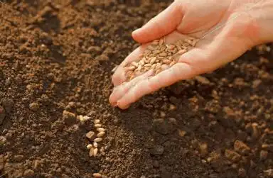 夏播季来临 安国夏播中药材籽种销畅!