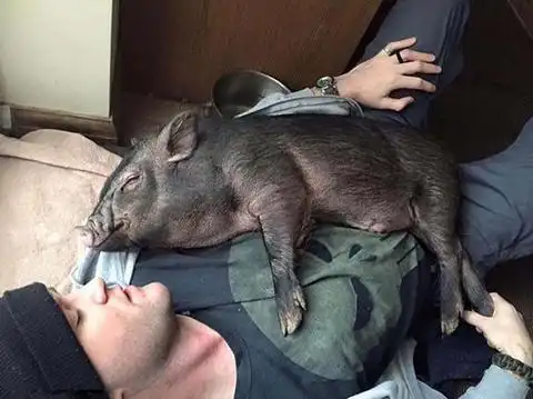 最任性宠物猪走红与主人夫妇同睡画面太美