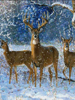 240_320竖版 竖屏gif 动态图 动图