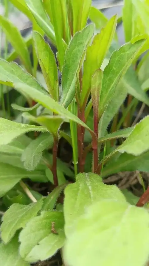 马兰头:江南春日的"草根仙草"