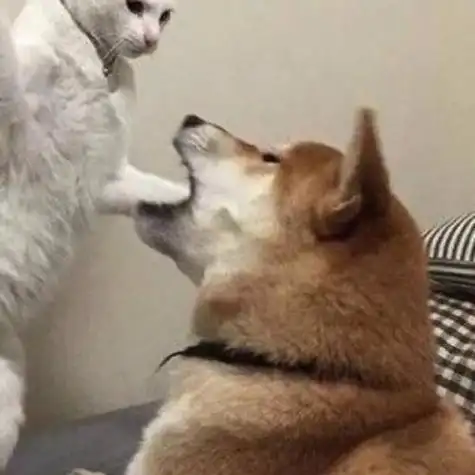 抖音2020最火沙雕情侣头像67下载