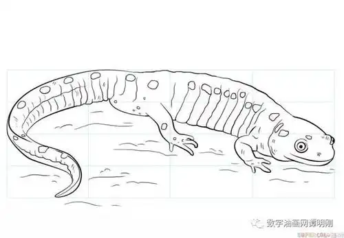 如何画娃娃鱼教美术网儿童美术绘画教程