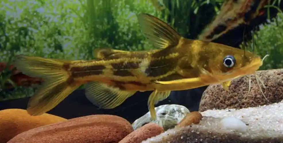 p>黄颡鱼(学名: i>pelte /i>o i>bagrus fulvidraco /i>)是鲿科,黄颡