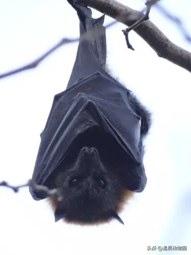 巨型蝙蝠(澳大利亚的巨型蝙蝠)