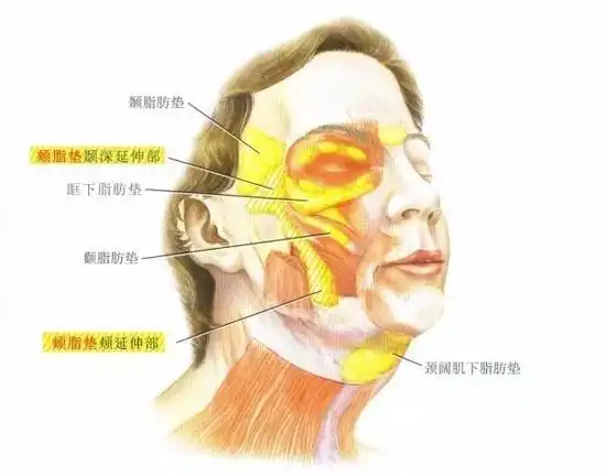面部深层脂肪分布
