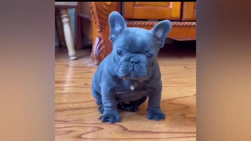 一道筋短体蓝牛#法斗 #法牛 #法斗蠢萌 #法牛宝宝 #法斗幼犬