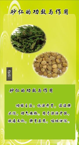 海报印制542贴纸展板素材199砂仁的功效与作用设计