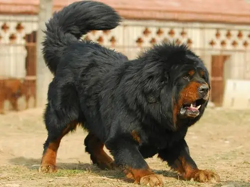 中国藏獒观赏园总园