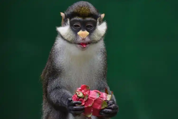 深圳野生动物园群猴吃水果解暑