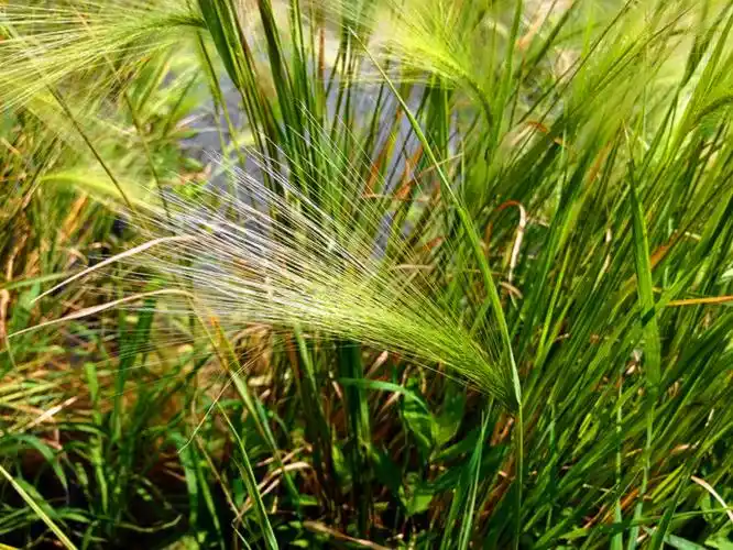 禾本科芒颖大麦草hordeumjubatum