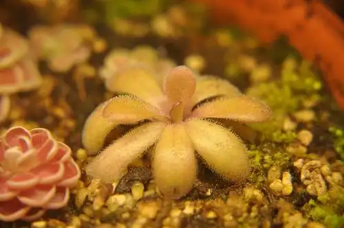 苹果捕虫堇 p.x agnata x(po.osiensis)