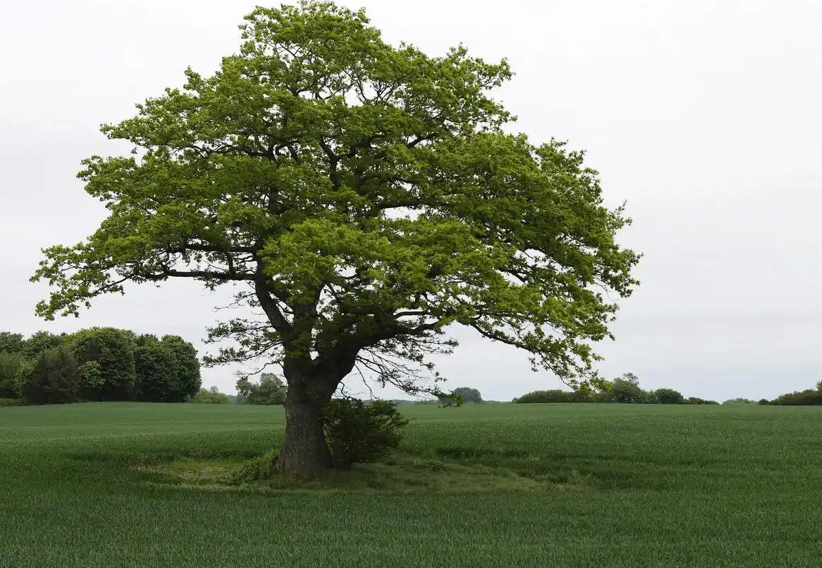 阴树还是阳树,哪种适宜家宅,哪种适宜墓地?