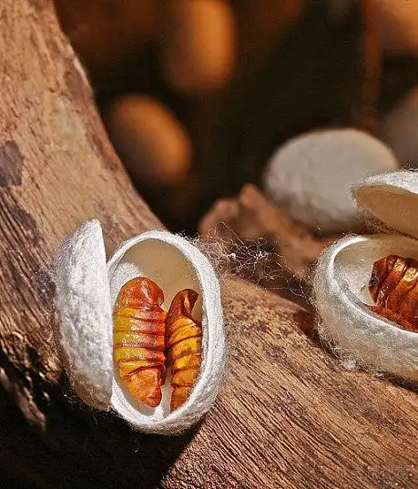 蚕蛹素材_蚕蛹设计素材_蚕蛹素材下载