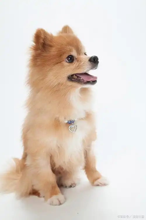 金毛动物你还知道哪些?