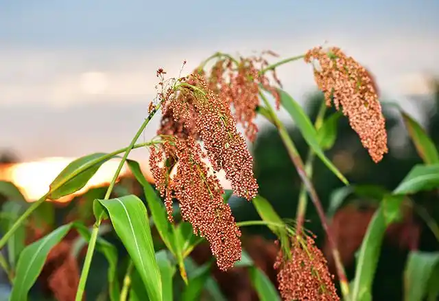 郎糯红19号高粱熟啦郎酒正心正德精准扶贫卓越品质
