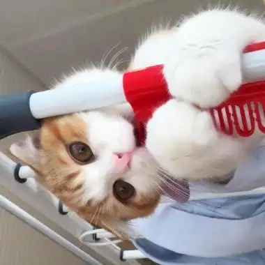 橘猫头像 高清可爱的橘猫头像高清无水印图片_动物头像_美头网