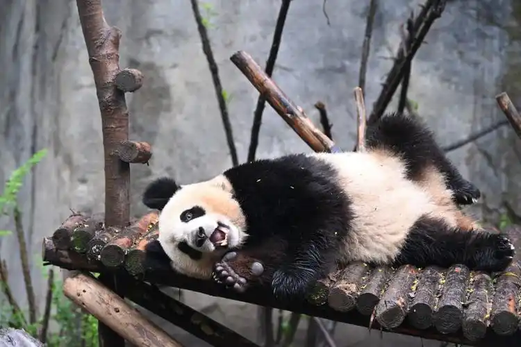 成都大熊猫"金宝"因长相潦草而走红