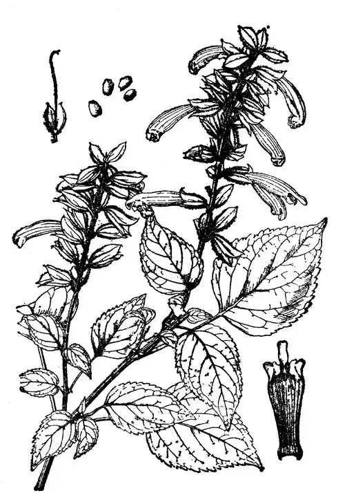 一串红-天目山植物-专业词典