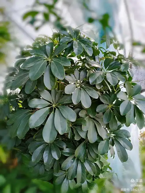 鸣翠园之冬天——常绿植物