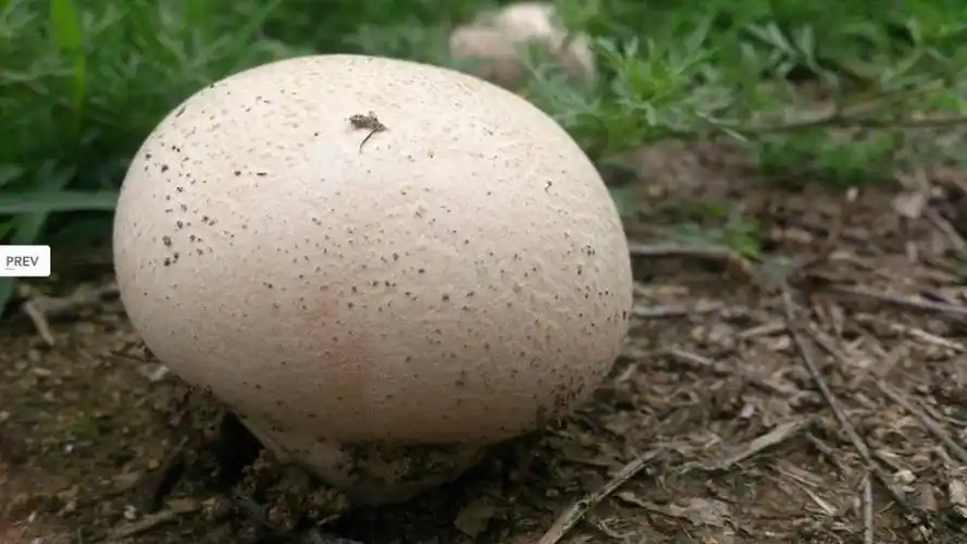 靠近看看,原来是一种纯白色的圆形蘑菇,叫马勃.