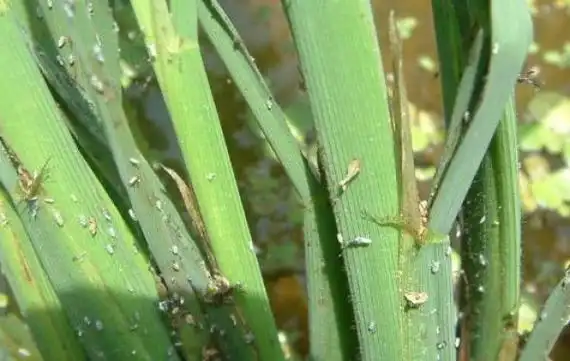 稻飞虱能活几天主要危害水稻哪个部位