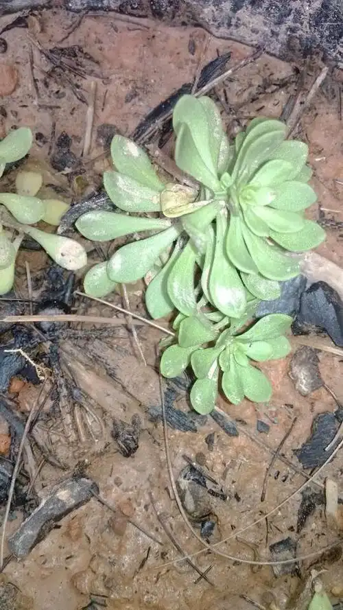 手机知道   分享到:  2 小时前  提问者采纳  热心网友 石莲花,石胆草