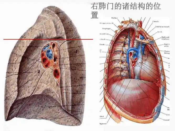 肺门和肺段断层解剖及c资料ppt