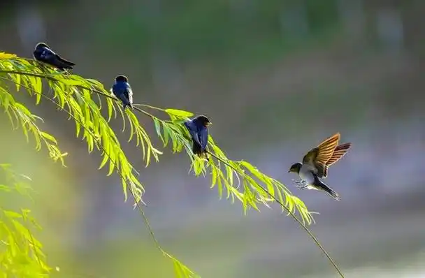 鸟类摄影诗情画意的小燕子