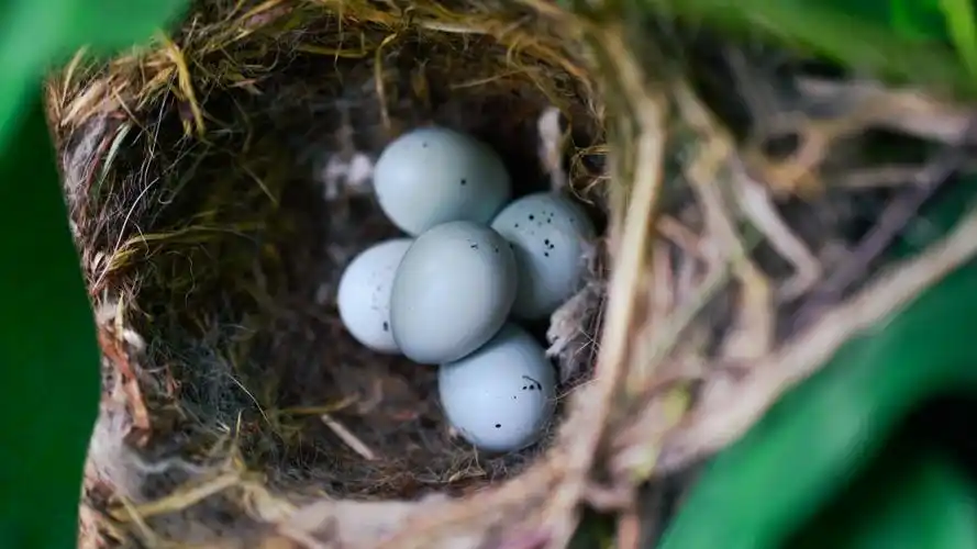枝头鸟巢中的鸟蛋图片310