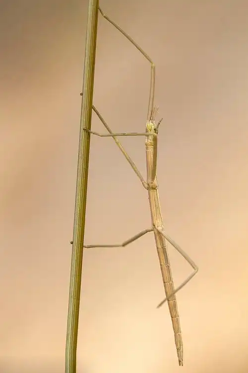 竹节虫目竹节虫总科竹节虫