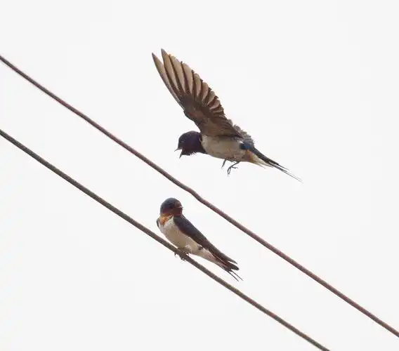 春天一组小燕子图片