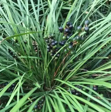 它的果实是深绿色或者蓝黑色的:中药麦冬就是这种植物的干燥块根.