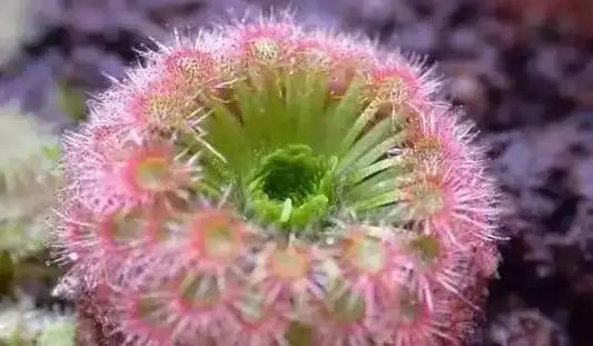 会动的植物第二篇,今天讲的是一些不常见,又或者是生活中见得到的