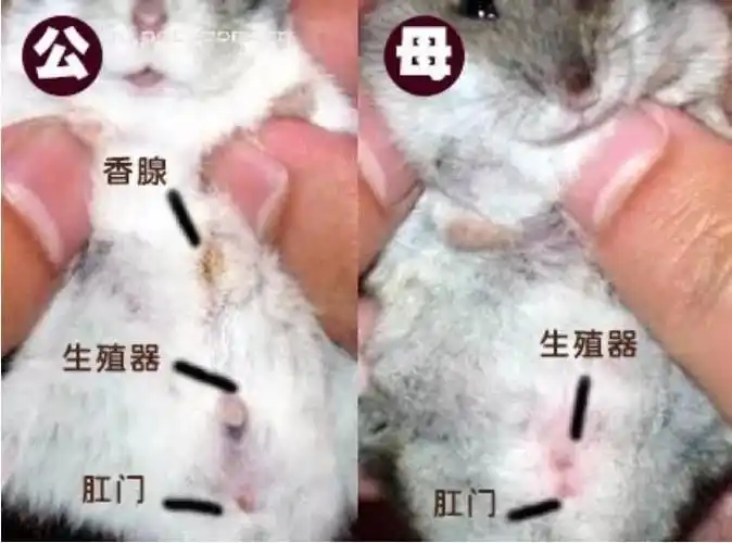 仓鼠怎么分辨公母仓鼠怎么分公母分图片