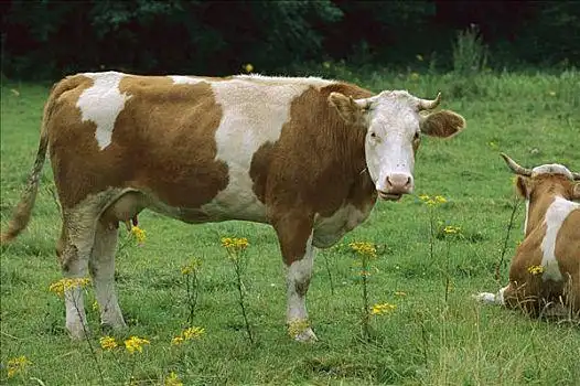 牛图片_牛图片大全_牛图片素材