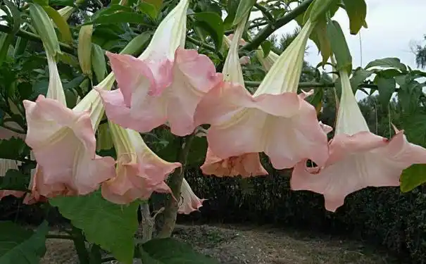 曼陀罗是一种毒药吗曼陀罗有毒吗图