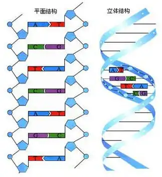 dna分子的结构是dna分子的结构是什么结构的双螺旋