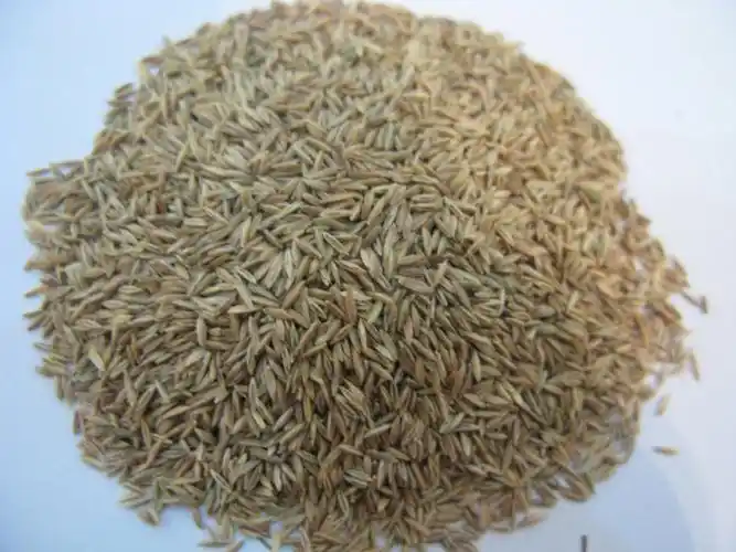 早熟禾种子供应商哪家好——郑州早熟禾种子