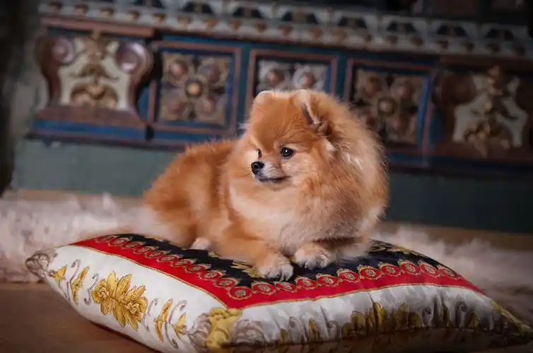 养狗,博美狗,德国人,褐色,狗,小,美女