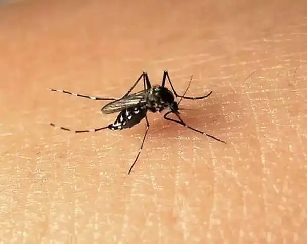 每年杀死72万人的头号杀手居然是