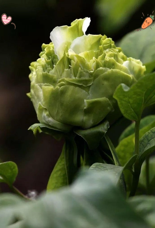 豆绿牡丹的传说与种植技巧,探索绿色珍品