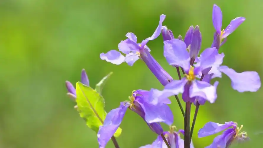 清新淡紫色二月兰图片高清电脑桌面壁纸