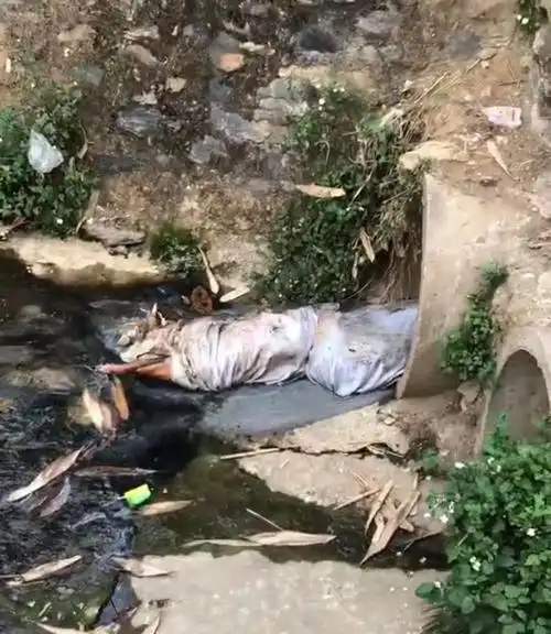 缺德潭津小学后附近有条水沟谁丢了几头死猪在此