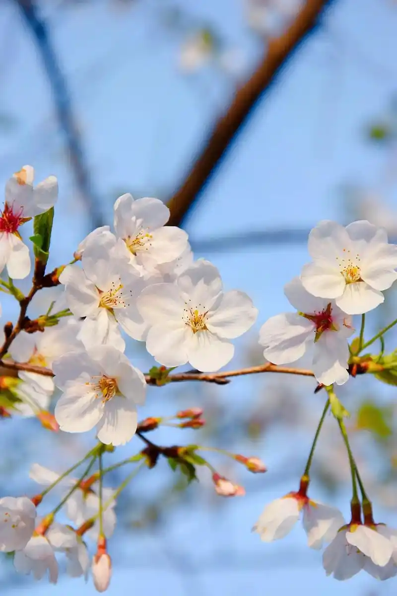 春日 #摄影 #治愈系风景 #待到春花烂漫时#春天的味道  - 抖音