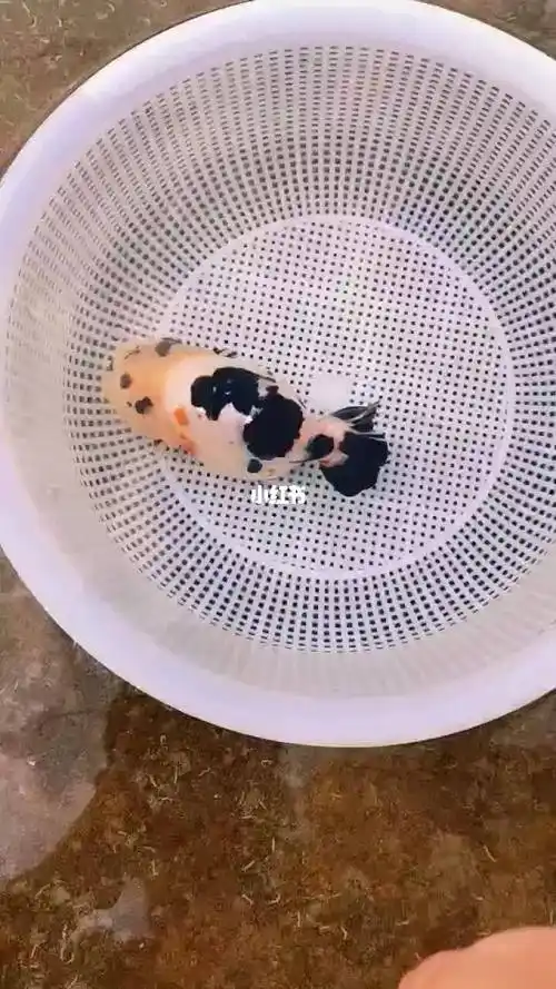 小种鱼奶牛兰寿墨色有点重妆有点花