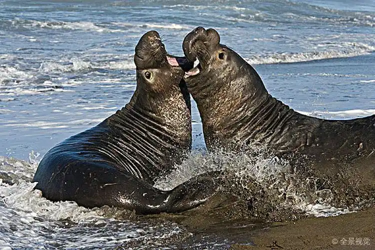 北方_海象_北象海豹_雄性动物_争斗_加利福尼亚_美国_高清图片_全景