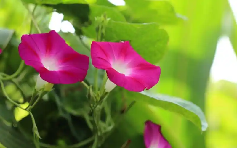 色泽多样的牵牛花摄影高清壁纸高清大图预览2560x1600_植物壁纸下载_