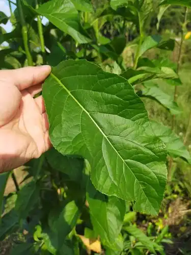 南非叶茶正宗南非叶又称将军叶药王叶大苦叶自然晒干干叶